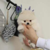 Щенки породы померанский шпиц мини по доступной цене, в г.Варшава