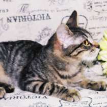 Котенок, в Мытищи