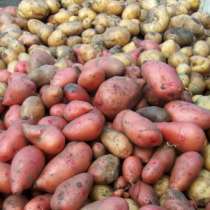 Продам Крупный Картофель, в Каменске-Уральском