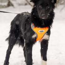 Отдам щенка в добрые руки, в Москве