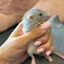 Крамы- Дамбо серо - белые, в Новосибирске