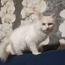 Ласковая кошка Белоснежка срочно ищет дом, в г.Минск