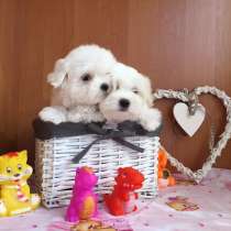 Мальтезе Щенки, в Нижнем Новгороде