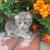 Котенок 2 месяца девочка, в Уфе