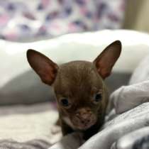 Щенята, в Москве