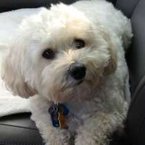 Бишон фризе Воронеж, в Воронеже