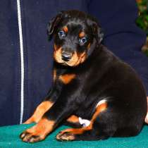 Доберман Улан Уде, в Улан-Удэ