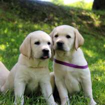 Лабрадор Тобольск, в Тобольске