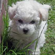 Бишон фризе Анадырь, в Анадыре