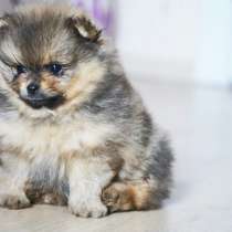 Померанский шпиц, в г.Минск