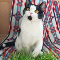 Красавица кошка живёт одна в бетонных стенах, в Долгопрудном