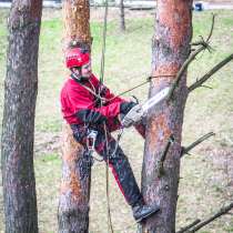 Вам нужно спилить дерево с помощью альпинистов?, в г.Минск