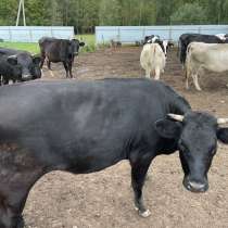Коровы и телки, в Бронницах