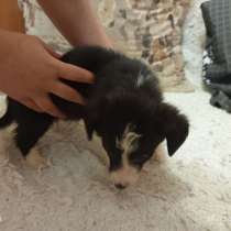 Щенки корги ищут дом и любящих хозяев), в Екатеринбурге