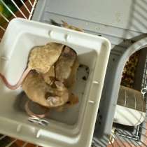 Мыши декоративные, в Родниках