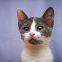 Великолепная котенок Куколка – прекрасная игруня ищет дом, в Москве