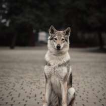 Чехословацкая волчья собака. Щенки, в Москве