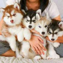 Хаски Омск, в Омске