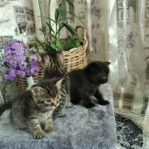 Отдам даромат котят от Британской кошки (метисы), в г.Борисполь