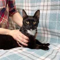 Черный жемчуг - котик Леон ищет заботливых хозяев, в г.Москва