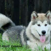 Щенок Маламута Шоу класса., в Санкт-Петербурге