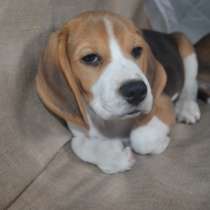 Бигль Псков, в Пскове