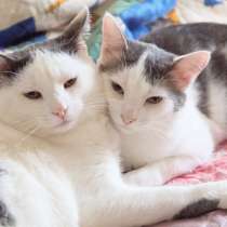 Котики в поисках дома, в Москве