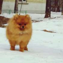 Тэо Пом, в Москве