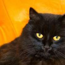 Пушистый черныш Олаф в добрые руки, в Москве