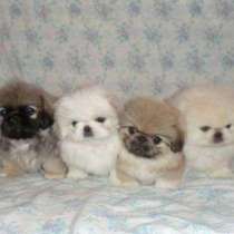 Пекинес Новосибирске, в Новосибирске