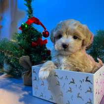 Щенки Мальтипу F1, в Москве