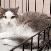 Кошечка Егория ищет дом, в Москве