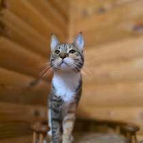 Кошечка Триша, в Москве