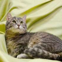 Князь Серебряный — котик Кисыч ищет дом, в Москве