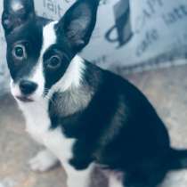 Отдам в добрые руки, девочка 4 месяцев, в Кемерове