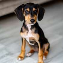 Очаровательная девочка Зиппи готова к переезду в новый дом, в Санкт-Петербурге