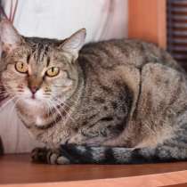 Алиса — беззащитное существо ищет дом, в Москве