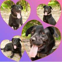 Отдам в хорошие руки, в Москве