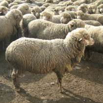 Стрижка овец, в Армавире