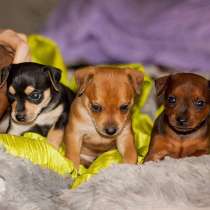 Той терьер Сургут, в Сургуте