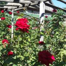 Кусты роз, в Волгограде