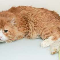 Скоро ли Крас встретит своего хозяина, в Москве