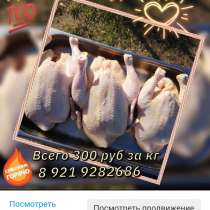 Продаю домашнее мясо курочки, в Санкт-Петербурге