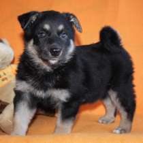 Чудесные щенятки Рада и Сэм в поиске дома и семьи!, в Москве