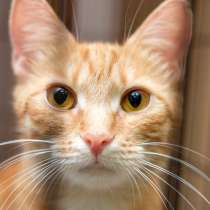 Очаровательная Скарлет мечтает покорить ваше сердце, в Москве