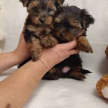 Щеночки йоркширского терьера, в Иркутске