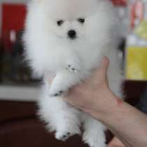 Шпиц Костроме, в Костроме