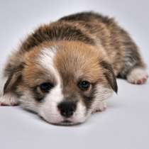 Щенки вельш корги пемброк, в Москве