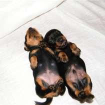 Доберман Орел, в Орле