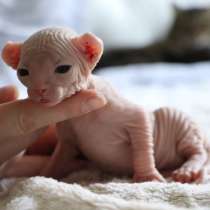 Продается инопланетянин - мальчик породы Эльф, в Москве